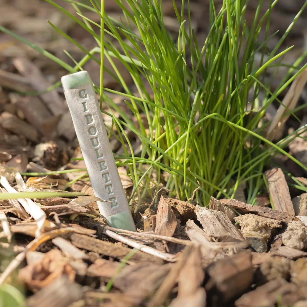 Pic aromate - ciboulette — photo 1